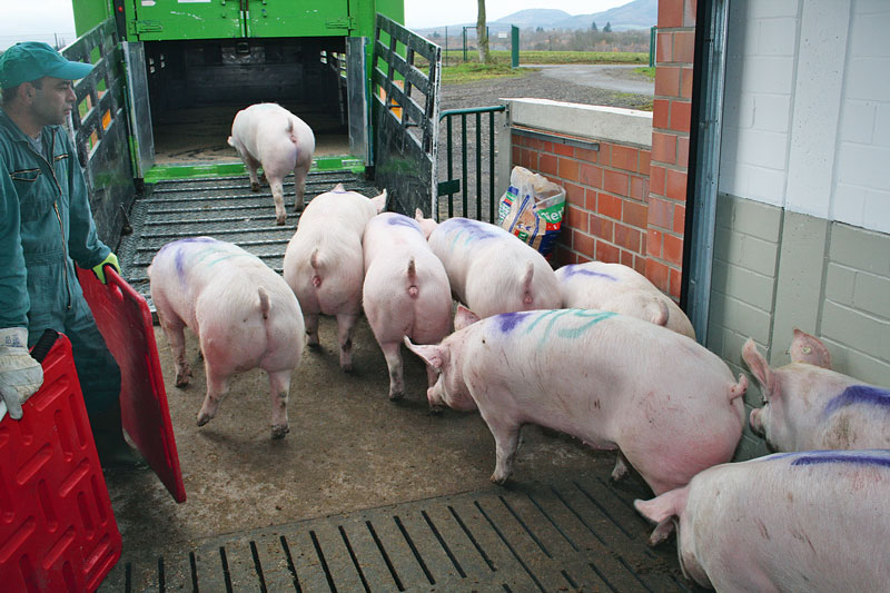 lw-heute.de – Schweine wiegen und damit höhere Erlöse erzielen ...