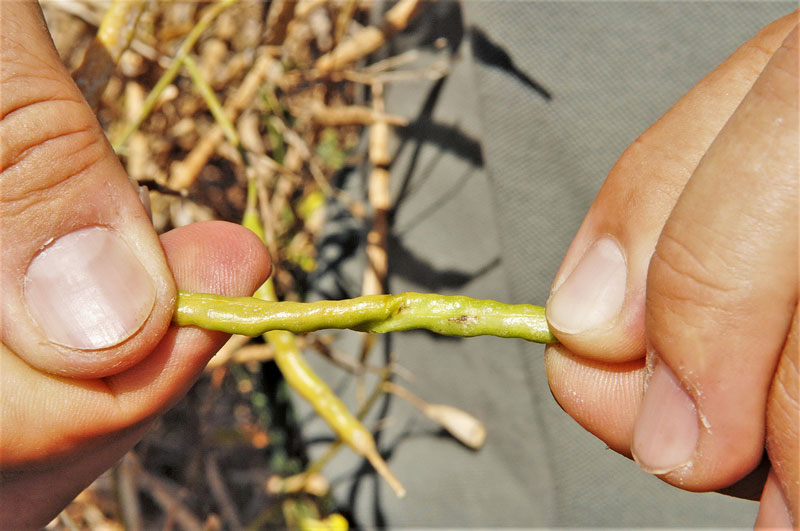 Abwarten und mehr ernten