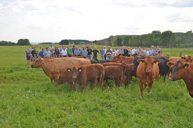 Angus-Rinder aus Hessen  sind besonders erfolgreich