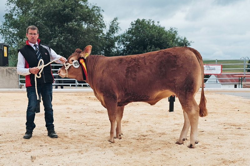 Limousin-Züchter aus Hessen holen Titel in Hartmannsdorf