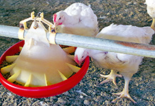 Protein senken – weniger NH3, aber auch weniger Fleisch