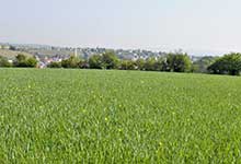 Wie wettbewerbsfähig ist der Rapsanbau?