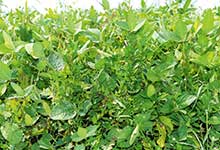 Heimisches Eiweiß für heimische Eier