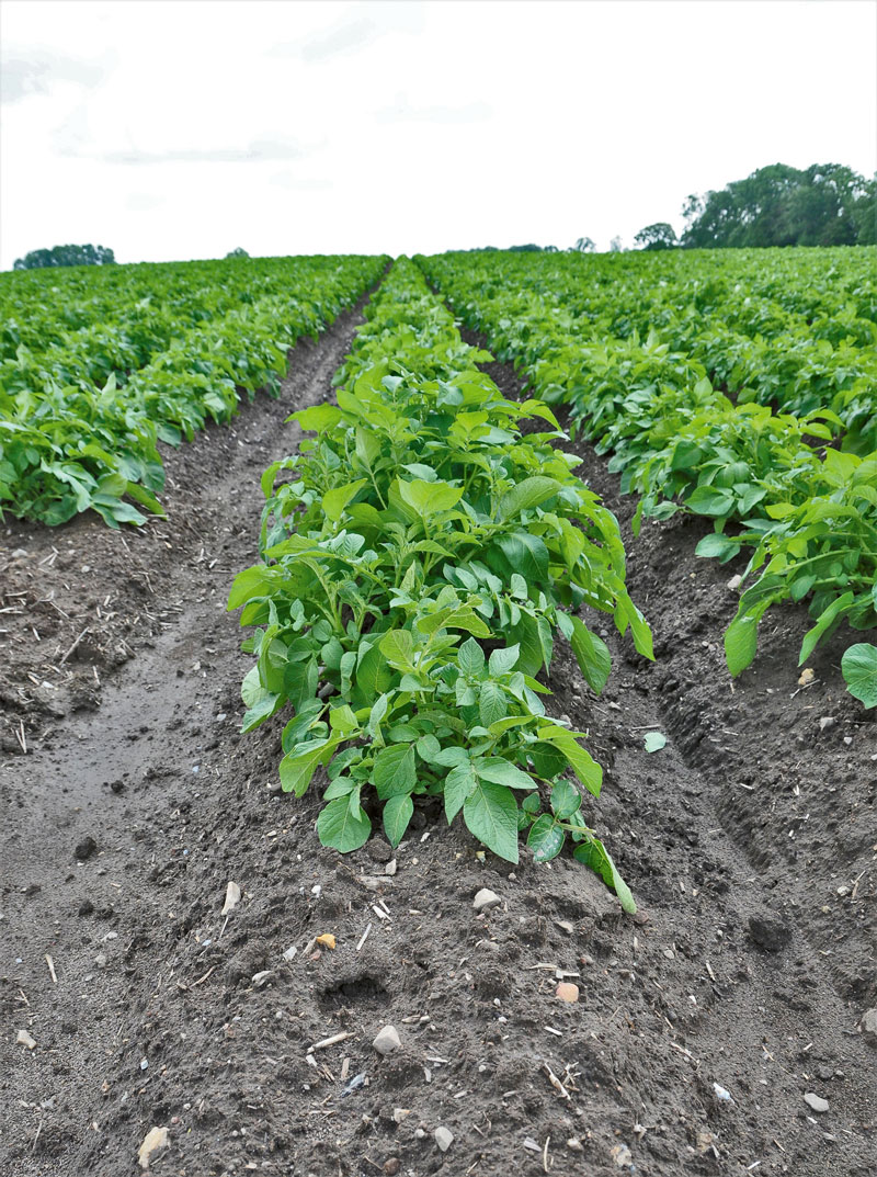 Die Trockenheit hielt Phytophthora im Zaum