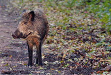 Afrikanische Schweinepest auf dem Vormarsch