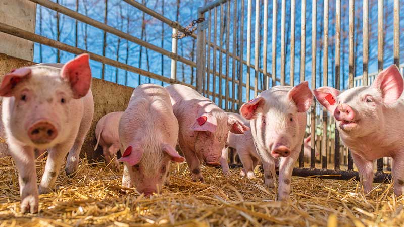 Bio-Schweine: Wie sieht die Zukunft aus?