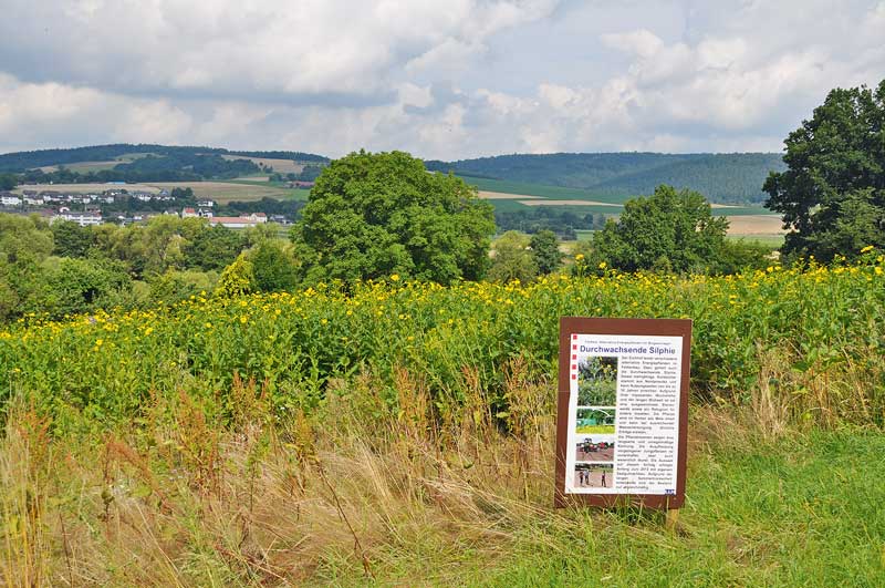 Testanbau alternativer Biogaskulturen