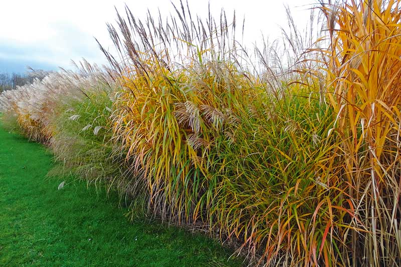 Miscanthus ist vielfältig einsetzbar