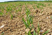 Sommergerste nur noch auf Platz vier der Feldfrüchte