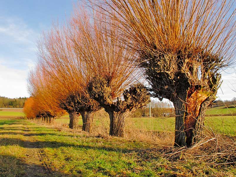 Dekorative Weiden