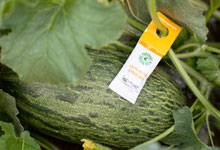 Fruit logistica – die Plattform des Obst- und Gemüsehandels