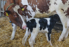 Muttergebundene Aufzucht in Milchviehbetrieben?
