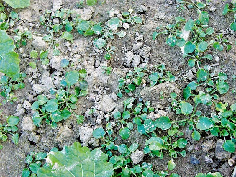 Echte Neuentwicklungen bleiben die Ausnahme