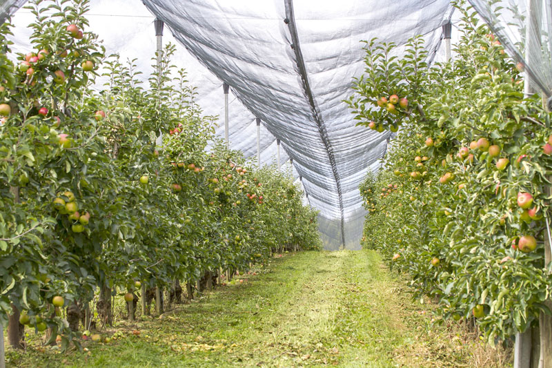 BWV fordert Schutzeinrichtungen zur Erhaltung des Obstbaus