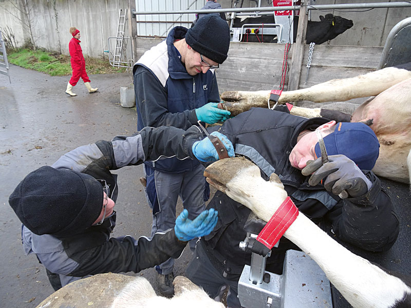 Grundkurs funktionelle Klauenpflege beim Rind