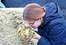 Silage-Signale bei Gras und Mais im Blick haben