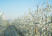 Frostschutzberegnung – woher das Wasser nehmen?