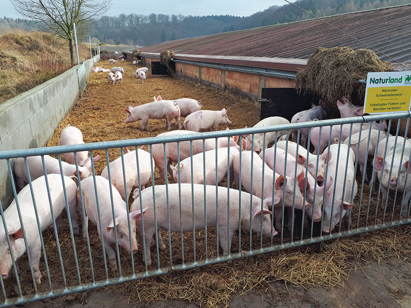 Tiergesundheit fängt bei der Stallplanung an