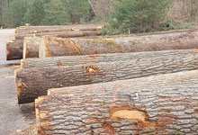 Winterstürme lassen den Holzpreis bei Fichte fallen