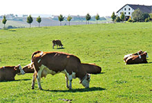 Gesunde Tiere auf leistungsfähigen Weiden