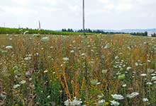 Greening sinnvoll umsetzen mit Agrarumweltmaßnahmen