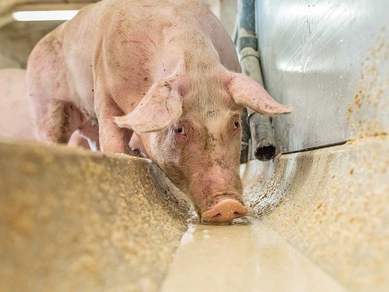 Leguminosen in Rationen für Rinder und Schweine einsetzen