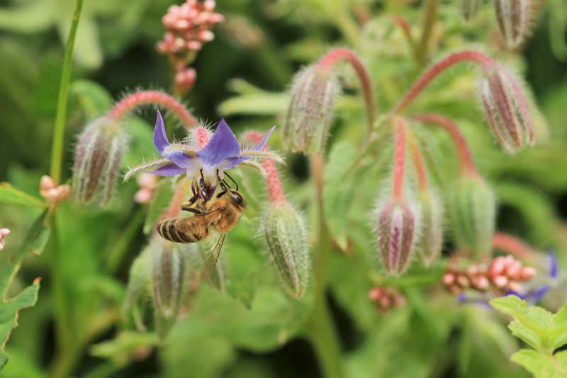 Heimische Bienen sind widerstandsfähiger