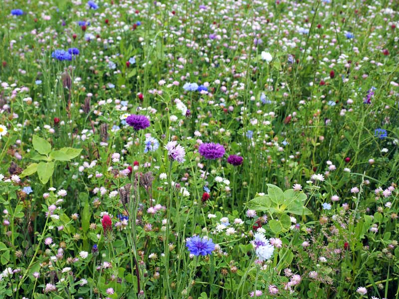 Insektenpopulationen lassen sich schnell wieder aufbauen