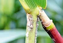 Maiszünslerbekämpfung auch aus der Luft