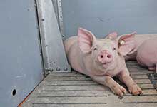 Schweine mögen hochwertige Böden