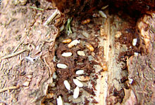Käfer und Pilze setzen den Wäldern zu