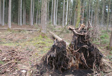 Was kommt auf den Wald in Rheinland-Pfalz zu?
