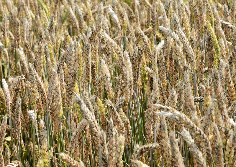 Zunächst pflanzenbaulich, dann erst chemisch vorgehen