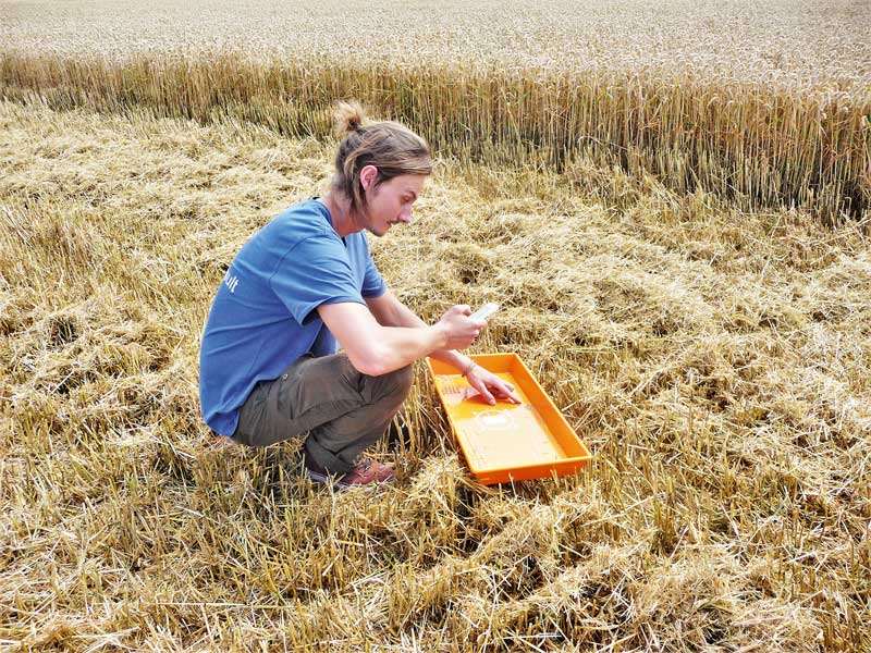 Die aktuelle Ernte wirft Fragen auf
