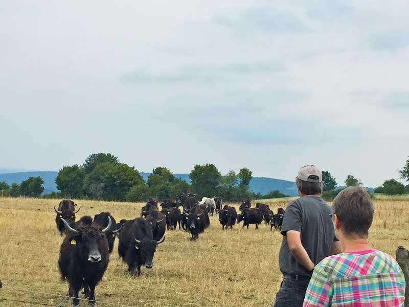 Zu Besuch bei den Yaks in Breitenbach