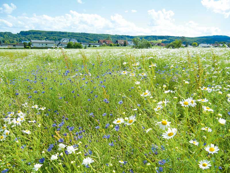 Bekämpfung an der Verunkrautung ausrichten