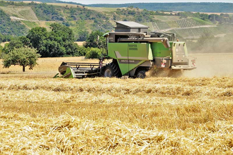 Zufriedenstellende Erträge bei der Wintergerste