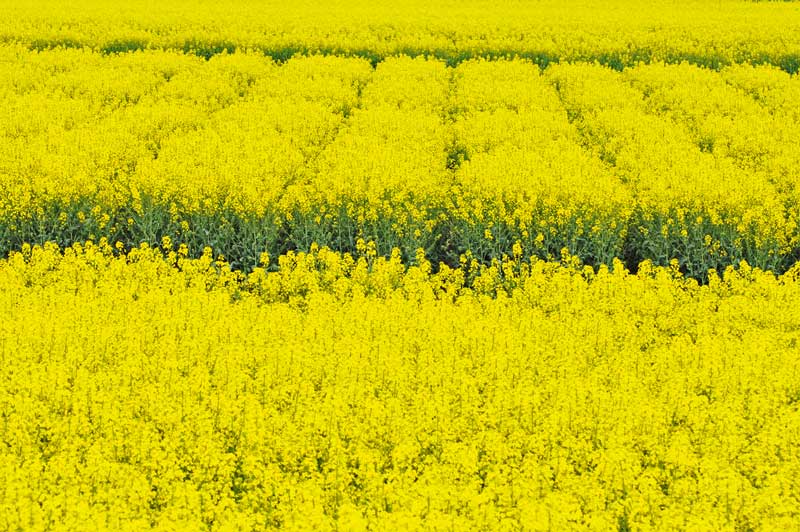 Robuste Sorten trotzen der Dürre etwas länger