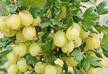 Sortenempfehlungen für Beerenobst