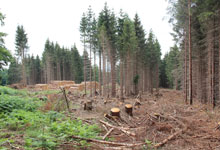 Holzpreise noch immer von Winterstürmen beeinflusst