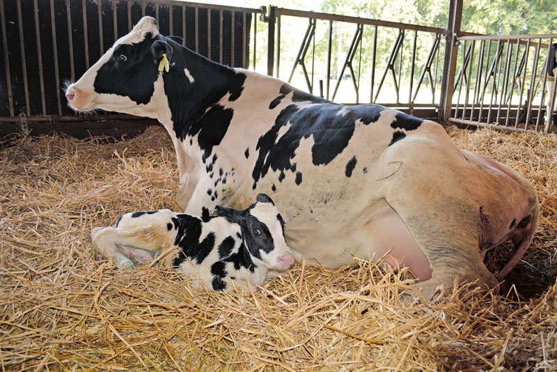 Nach der Geburt nicht nur ans Kalb denken