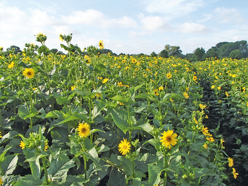 Im Jahr nach dem Mais kommen die Blüten