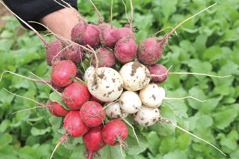 Tendenz zu robusteren Gemüsesorten