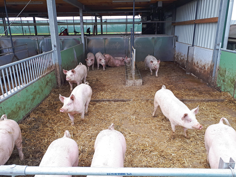 75 Bio-Sauen im geschlossenen System