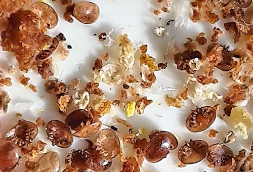 Jetzt herrscht Ruhe im Bienenvolk
