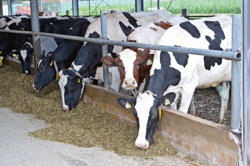 Mehr Licht – mehr Leistung, Tierwohl und Arbeitskomfort