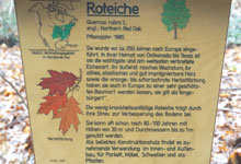 Auf der Suche nach alternativen Baumarten
