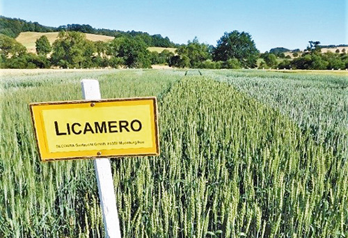 Sommerweizen leidet stark unter Vorsommertrockenheit