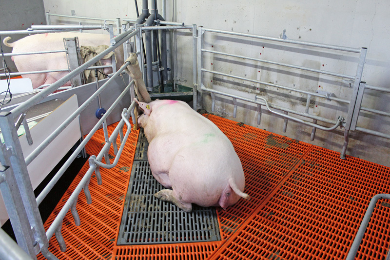 Mehr Bewegung für Sauen in der Abferkelbucht