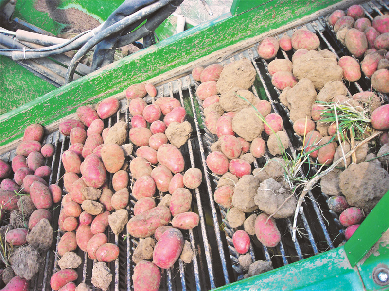 Hitze und Trockenheit haben dem Kartoffelanbau zugesetzt